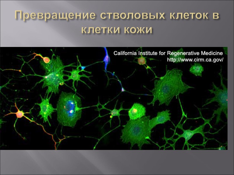 Превращение стволовых клеток в клетки кожи
